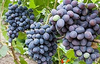 Raznolikost grozdja z izjemnimi lastnostmi - "Gala"