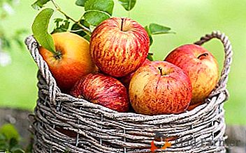 Разноврсна јабука са јачином зимске чврстоће - Циннамон нови