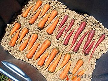 Съвети за летните жители: как и кога да се събират моркови от градината за съхранение?
