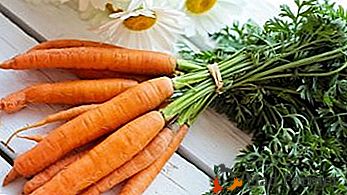Conseils sur la façon de stocker les carottes sur le balcon en hiver: créer les conditions nécessaires