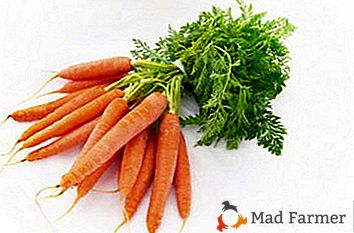 Suggerimenti giardinieri e casalinghe come mantenere le carote fino a primavera fresca