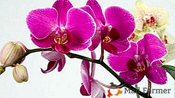 Conseils de fleuristes expérimentés: que faire après l'achat d'orchidées et comment prendre soin d'elle à la maison?