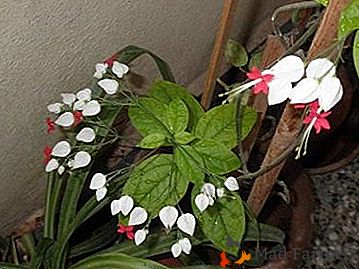 Savjeti za brigu o klerodendrumu kod kuće: zašto ne cvjetati i što učiniti s njom?