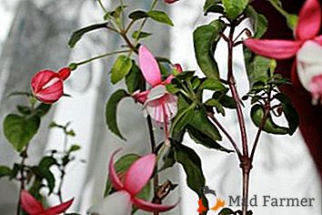 Conseil d'un professionnel: comment transplanter correctement le fuchsia et obtenir une floraison abondante?
