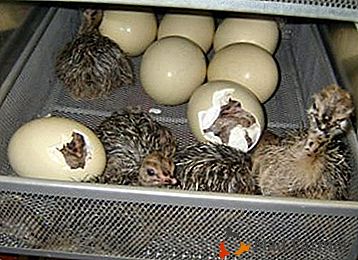 Consulenza da parte dei professionisti sull'incubazione delle uova di struzzo in casa