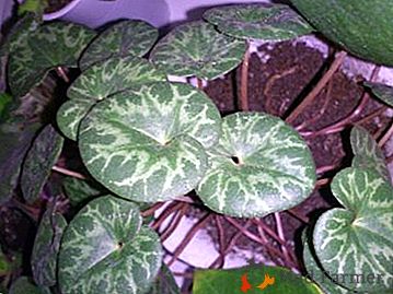 Nous créons toutes les conditions pour le cyclamen: pourquoi la plante ne fleurit pas et comment la réparer?