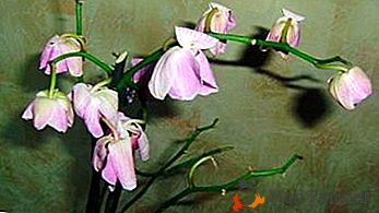 Le salut de la beauté - pourquoi les orchidées fanent-elles les fleurs, les bourgeons tombent et que peut-on faire?