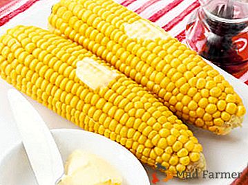Начини кувања кукуруза у понијети: како га кувати, како би га учинио меком и сочном?