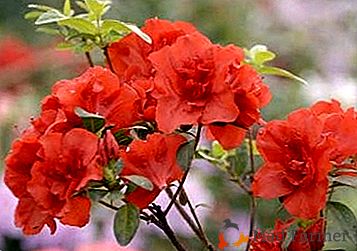 Metody hodowli azalii w domu: rosnący rododendron