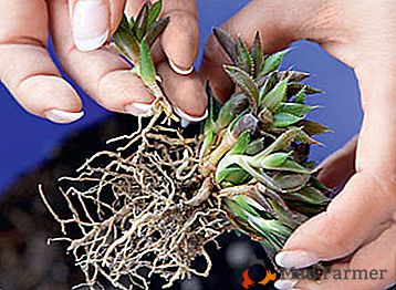 Les moyens de la reproduction de haworthia: les types de sol et les types de pots