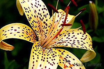 Façons de prendre soin de la fleur incomparable - Tiger lily