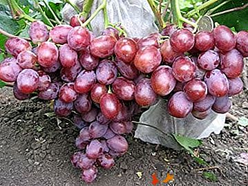 Stabilno bogatu žetvu svake godine s grožđem Tabor