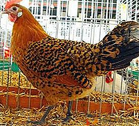 La plus ancienne race allemande de poulets est la mouette Ostfries