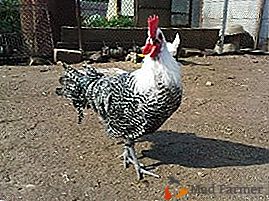 La raza más antigua de pollo Brekel - cientos de años en granjas europeas