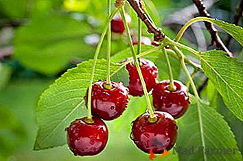 Antigua variedad en nuevas condiciones - Cherry Griot Moskovskiy