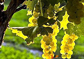 Antična francoska sorta - Chardonnay grozdje