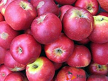 Drevni velikobrojni sorta jabuka Aport crveno-crvena