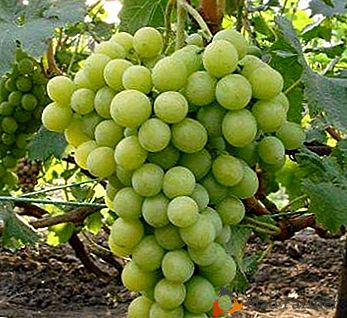 Starożytna odmiana o bogatej historii - "Królowa winogron"