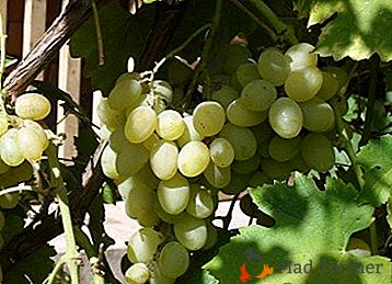 Uma variedade antiga, originária da Ásia - as uvas "incenso"