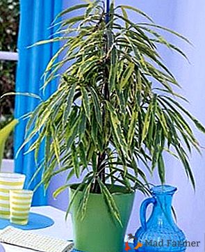 Stylový a mrazuvzdorná rostlina - Ficus „Ali“