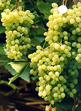 Стійкий до хвороб виноград з великим генетичним потенціалом - сорт Русбол