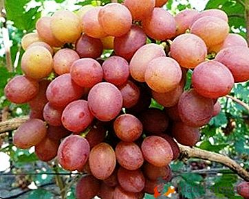 Forme da tavola di uve rosa di selezione amatoriale - varietà Gelios