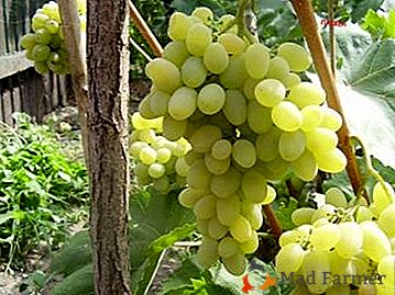 Tabla variedad de uvas "Pleven" con madurez temprana