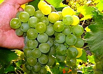 Odmiana uniwersalna gałka muszkatołowa - winogrona "Przyjaźń": zdjęcie i opis