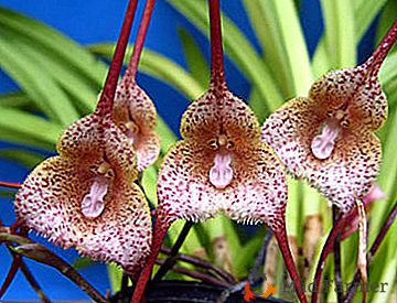 Belleza sobrenatural: todo lo que necesitas saber sobre la orquídea Drácula