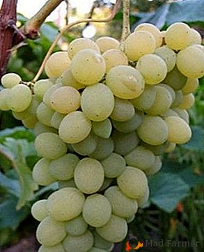 Nadnaravna in z boleznijo odporna grozdja "Elegantna"