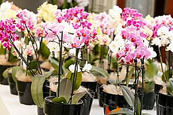¿Orquídea de planta fotófila o amante de la sombra? ¿Cómo una flor puede organizar las condiciones para la fotosíntesis correctamente?