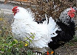 Tal suave, esponjoso y amigable - los pollos de la raza rizado