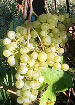 Tais diferentes uvas Pérolas: Rosa, Branco, Preto e Saboteau