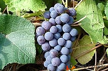 El grado técnico de uvas es "Levokumsky"
