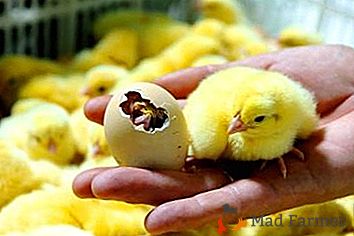 Tehnologija umetne vzreje piščancev. Kakšna je temperatura inkubacije kokošjih jajc?