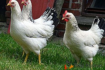 Tecnologia "perimetro" o come i francesi allevano e crescono i polli a casa