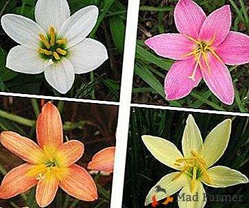 Fleur affectueuse de chaleur "Zefirantes" (Upstart): description, soins à domicile et photos