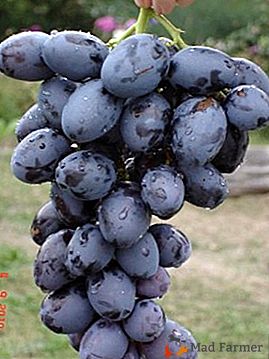 Kochający ciepło winogrona Hadji Murat