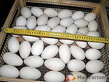 Subtilna inkubacija gosjih jajc doma: podrobna navodila in priporočila za preprečevanje napak