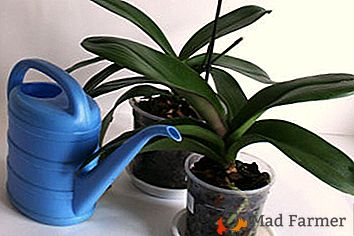 Le sottigliezze del trapianto di un'orchidea in un altro vaso. Devo annaffiare le piante e come farlo correttamente?