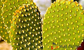 As sutilezas do crescimento e os segredos da floração Opuntia