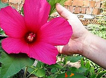 Herbaceous frumos hibiscus: cum să crească în gradina ta?