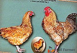 Tři kilogramy krásy a klidu jsou Tsarskoselskaya kuřata