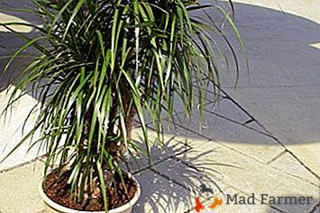 Tropical Dracaena Marginata - uma das plantas domésticas mais populares e úteis