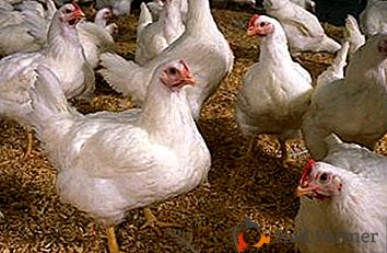 Potíže s pěstováním kuřat brojlerů doma: charakteristiky péče, léčby a krmení
