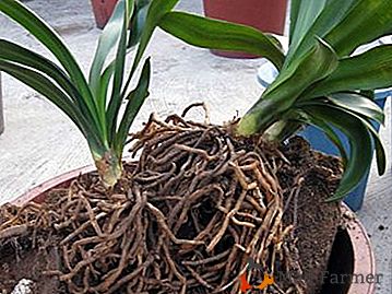 Suas orquídeas domésticas secam suas raízes? Por que isso está acontecendo e como lidar com isso?