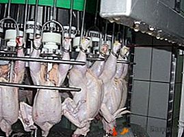 Porážka hydiny v priemyselnom meradle alebo ako zabíja kurčatá na farme na chov hydiny?