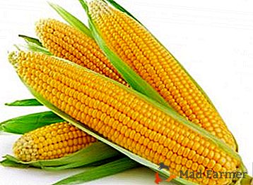 Nauka gotowania kukurydzy w rondlu: zdjęcia i przepisy krok po kroku, jak spawać go w kolbie solą