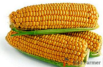 Aprender a preparar una planta demasiado madura: ¿cuánto cocinar el maíz viejo para hacerlo suave y jugoso?