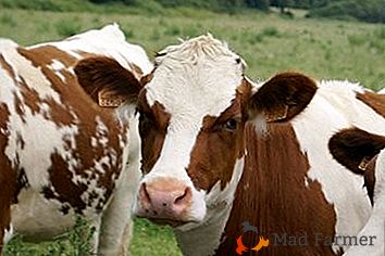 Dobra izbira za zasebno ali kmetovanje je krava pasme Simmental